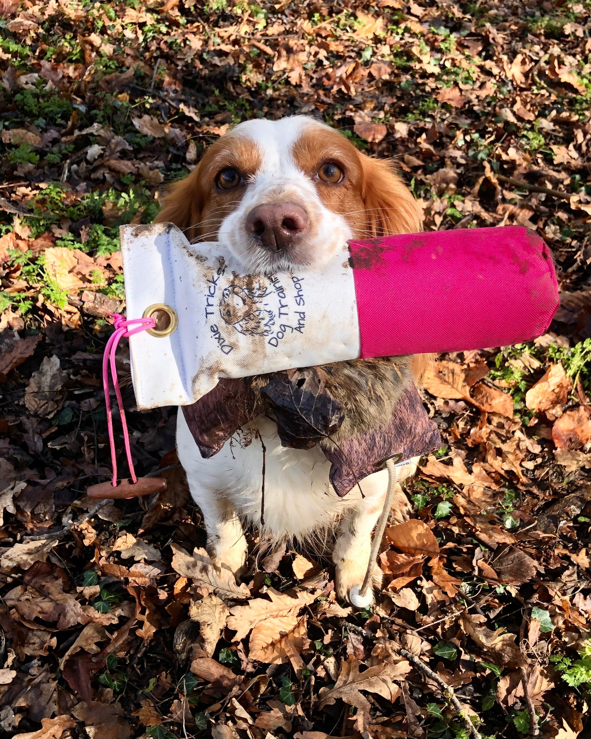 Gundog Training
