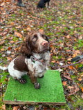 Gundog Beginners Workshop