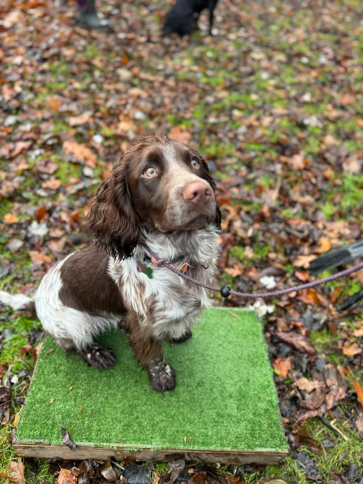 Gundog Beginners Workshop