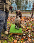 Puppy Classes
