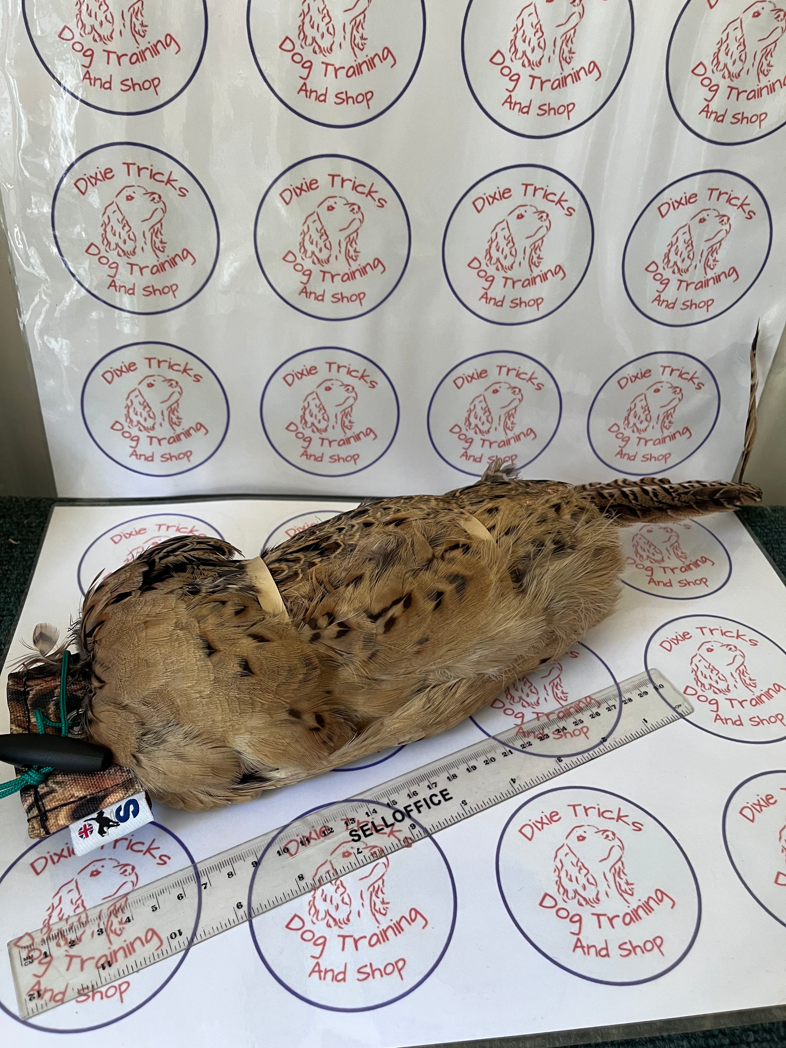 Hen Pheasant Dummy