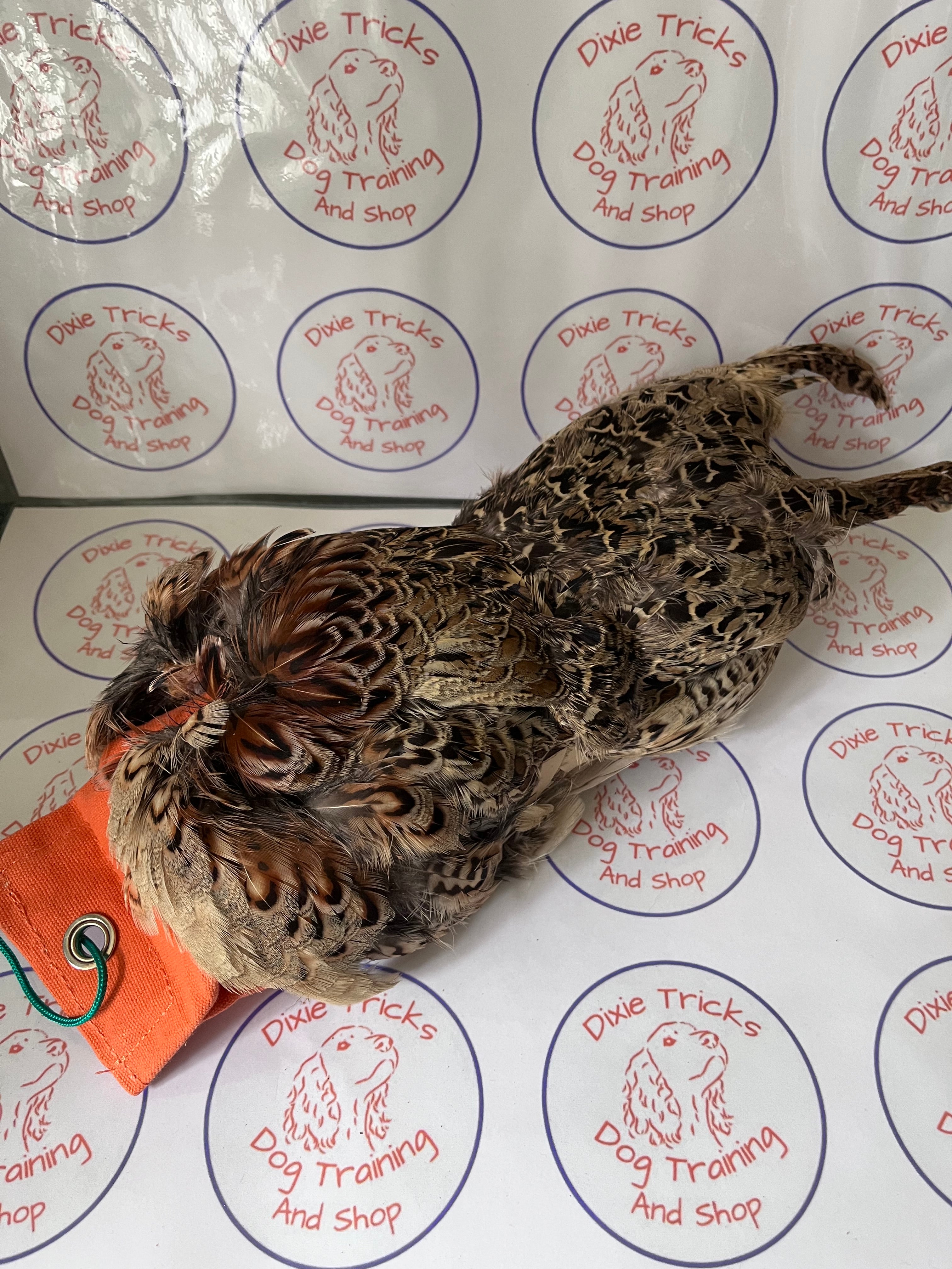 Hen Pheasant Pelt Dummy