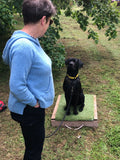 Gundogs Level 1
